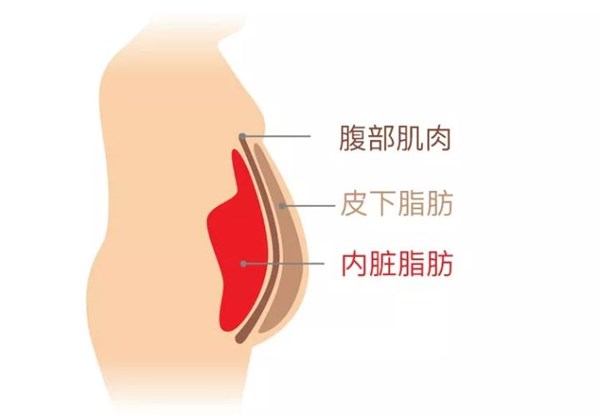 zoty中欧体育官方网站體育為您講解:內(nèi)臟脂肪要怎么減